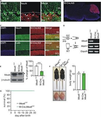 Deletion of Mea6 in Cerebellar Granule Cells Impairs Synaptic Development and Motor Performance